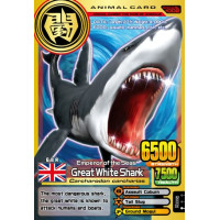 A002 Great White Shark