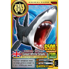A002 Great White Shark