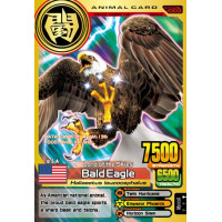 A003 Bald Eagle