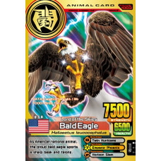 A003 Bald Eagle